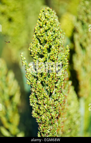 Japanische Barnyard Hirse (Echinochloa Frumentacea) auf einem Feld in der Dordogne, Aquitaine, Frankreich Stockfoto