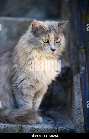 Katze (Felis Silvestris Catus) auf Treppen Frankreich Stockfoto