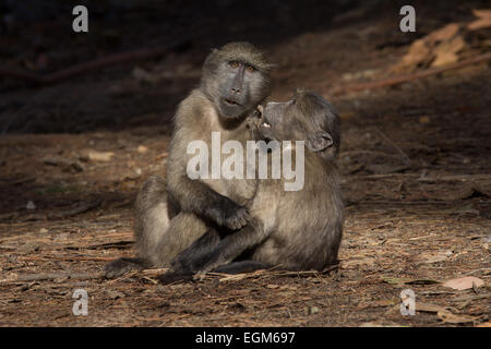 Zwei unreife Chacma Pavian Freunde im Wald, Kapstadt Stockfoto