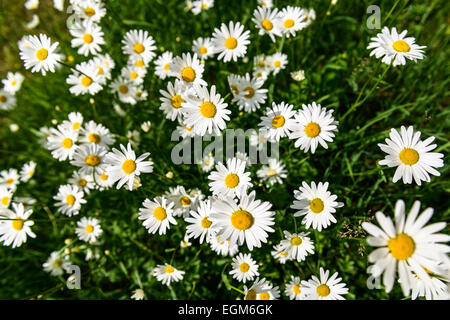 Nahaufnahme der Blüten der Kamille Stockfoto