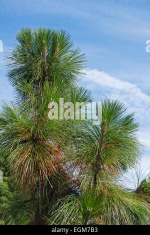 Longleaf Kiefer (Pinus Palustris). Stockfoto