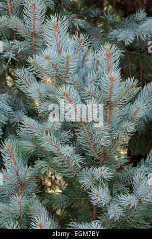 Blau-Fichte (Picea Pungens "Iseli Fastigate"). Stockfoto