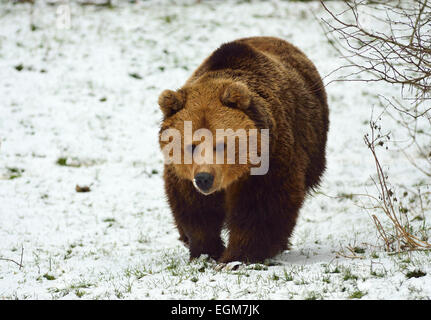 Europäischer Braunbär, Wandern im Schnee Stockfoto
