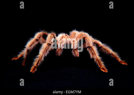 Große haarige Vogelspinne spider (Chile Rose) Grammostola rosea Stockfoto