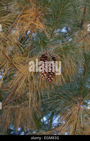 Östliche weiße Kiefer (Pinus Strobus). Stockfoto