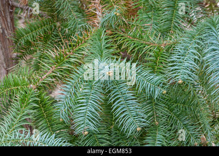 Chinesische Tanne (Cunninghamia Lanceolata "Glauca") Stockfoto