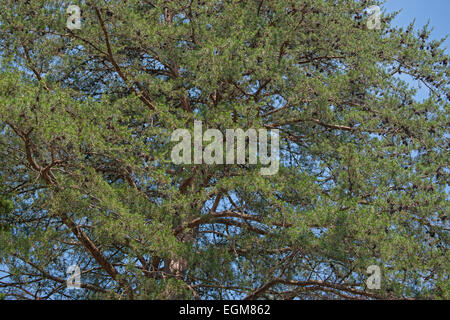 Virginia-Kiefer (Pinus Virginiana). Stockfoto