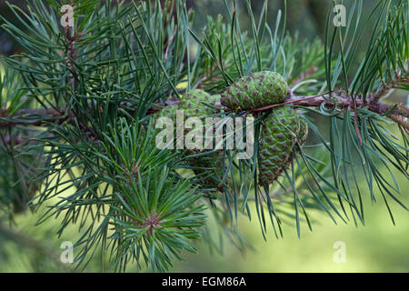 Virginia-Kiefer (Pinus Virginiana). Stockfoto