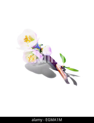 Blühender Baumzweig Stockfoto