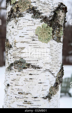 Birke Baum Detail von Rinde und Flechten im Winter Stockfoto