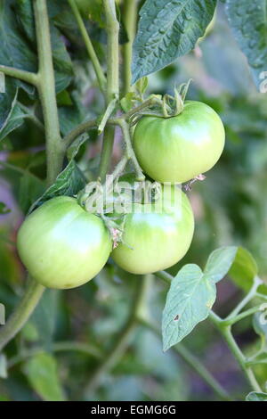 Unreife Tomaten am Baum Rebstock Stockfoto