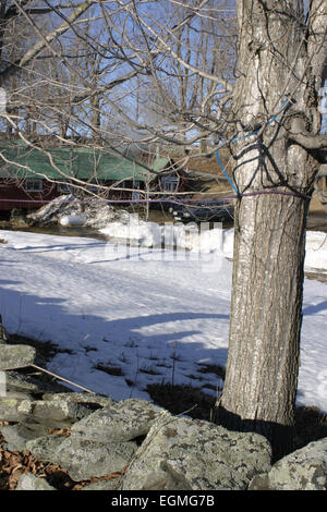 Eine Kunststoff Linie für Ahorn Sap hängt an einem Baum auf den Ahorn sugaring Bauernhof in Ashfield, Massachusetts. Stockfoto