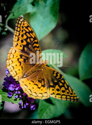 Speyeria, allgemein bekannt als größere Fritillaria Stockfoto