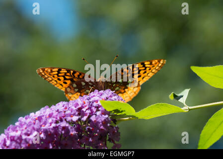 Speyeria, allgemein bekannt als größere Fritillaria Stockfoto