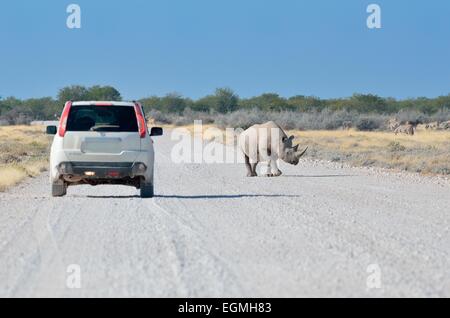 Schwarze Nashorn (Diceros Bicornis), männliche Wandern auf einem Feldweg vor ein Auto nicht mehr, Etosha Nationalpark, Namibia Stockfoto