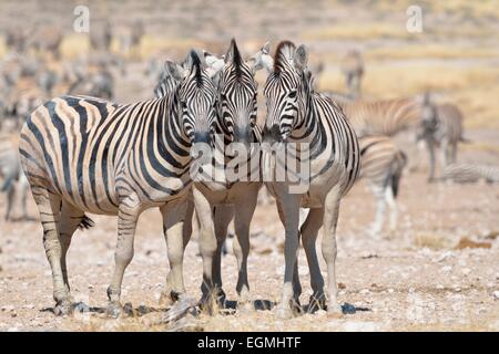 Burchell Zebras (Equus Burchelli), stehend auf trockenen Boden, Etosha Nationalpark, Namibia, Afrika Stockfoto