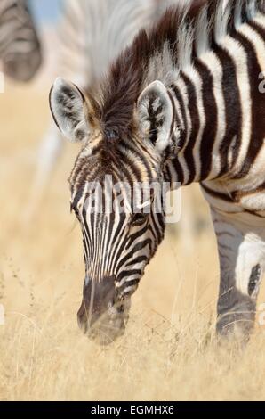 Burchell Zebra (Equus Burchelli), Fohlen, Weiden, Etosha Nationalpark, Namibia, Afrika Stockfoto