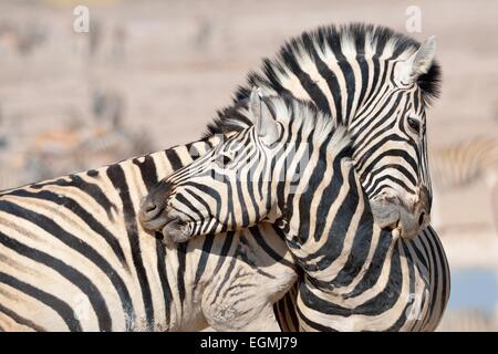 Zwei Burchell-Zebras (Equus Burchelli), kämpfen am Wasserloch, Etosha Nationalpark, Namibia, Afrika Stockfoto