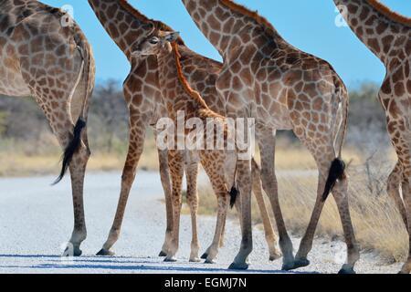 Giraffen (Giraffa Plancius), Erwachsene Weibchen und Jungtiere, überqueren eine Gravel Road, Etosha Nationalpark, Namibia, Afrika Stockfoto