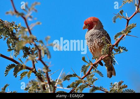 Rothaarige Finch (Amadina Erythrocephala), Männlich, thront auf einem Zweig, Kgalagadi Transfrontier Park, Northern Cape, Südafrika Stockfoto