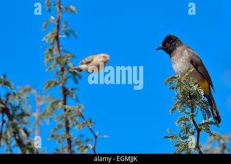 Afrikanische Red-eyed Bülbül (Pycnonotus Nigricans), auf einem Zweig und ein Black-throated Kanarienvogel, fliegen, Kgalagadi Park, Südafrika Stockfoto