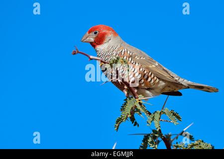 Rothaarige Finch (Amadina Erythrocephala), Männlich, oben auf einen Zweig, Kgalagadi Transfrontier Park, Northern Cape, Südafrika Stockfoto