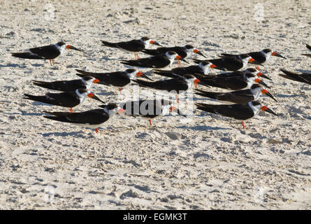 Herde von schwarzen Skimmer (Rynchops Niger) an einem Strand in Zentral-West Florida im Winter (Februar). Stockfoto
