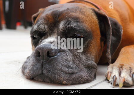 verschlafene Boxer-Rasse räkelte sich auf dem Boden Stockfoto