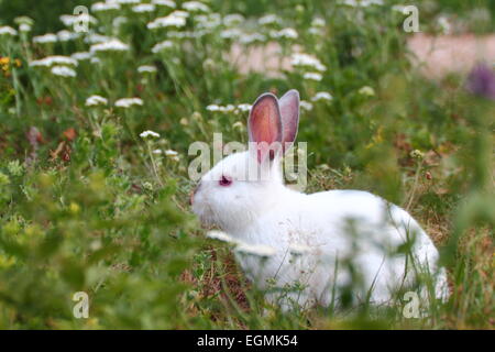 junge weiße Kaninchen versteckt in der Wiese Stockfoto