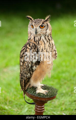 Portraitbild von einem eurasische Adler-Eule auf einem Ast vor einem grünen Hintergrund isoliert. Stockfoto