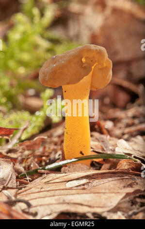 Jellybaby oder Jelly Baby Pilz (Leotia Lubrica), Baden-Württemberg, Deutschland Stockfoto