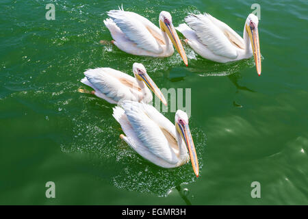 Große weiße Pelikane (Pelecanus Onocrotalus), Lagune, Walvis Bay, Namibia Stockfoto