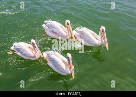 Große weiße Pelikane (Pelecanus Onocrotalus), Lagune, Walvis Bay, Namibia Stockfoto