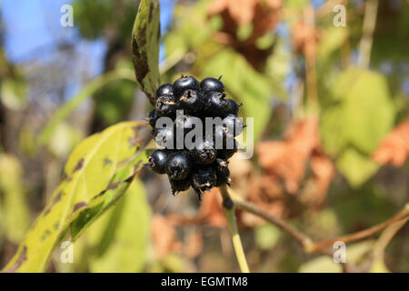 Taiga Pflanze Eleutherococcus Senticosus - Ginseng №2 Stockfoto