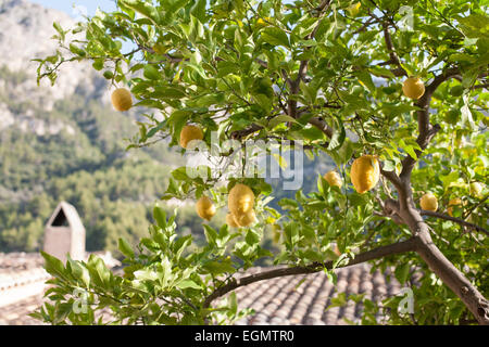 Lemon Tree, Deia, Mallorca (Mallorca), Spanien. Stockfoto