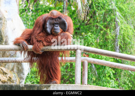 Bornean Orang-Utans (Pongo Pygmaeus) in Thailand (fand es auf der Insel Borneo, Sumatra Insel in Indonesien) Stockfoto