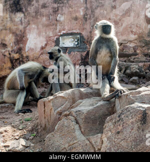 Macaca Mulatta in der Affen Tempel India Stockfoto