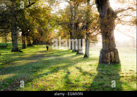 Ein einsamer Wanderer zu Fuß entlang einer Allee von Eichen, viele der Bäume ein Jahrhundert alt oder älter. Stockfoto