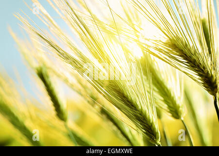 Grünen Weizen im Feld bei Sonnenuntergang Stockfoto