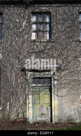 Vegetation und Efeu wächst über Tür in leeren Haus in der Nähe von Leeds Yorkshire uk Stockfoto