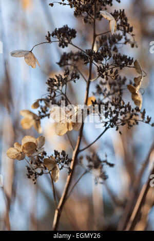 Hydrangea paniculata Stockfoto