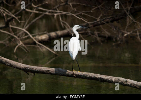 Traditionelle Landnutzung garantiert der Seidenreiher am Fluss Save im Kroatien reichlich Nahrung in Form von Fisch und Kleintiere. Stockfoto