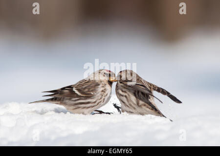Birkenzeisige Schlacht im Schnee Stockfoto