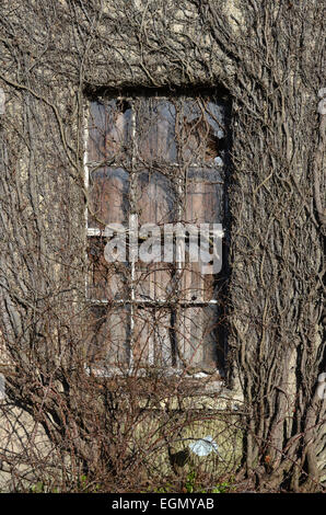 Vegetation und Efeu wächst Runde Fenster im leeren Saal in der Nähe von Leeds Yorkshire uk Stockfoto