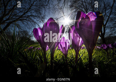 London, UK. 27. Februar 2015. UK-Wetter: Frühling Blumen blühenden Credit: Guy Corbishley/Alamy Live News Stockfoto