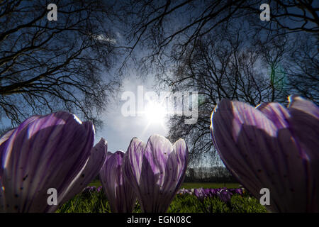 London, UK. 27. Februar 2015. UK-Wetter: Frühling Blumen blühenden Credit: Guy Corbishley/Alamy Live News Stockfoto