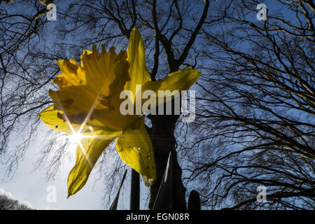 London, UK. 27. Februar 2015. UK-Wetter: Frühling Blumen blühenden Credit: Guy Corbishley/Alamy Live News Stockfoto