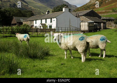 Altes Bauernhaus Great Langdale. Schafe vor mittleren fiel Hof Stockfoto