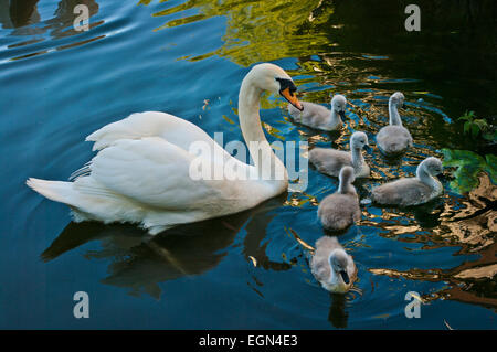 Ein Schwan und ihre Babys Baden im Teich, England. Stockfoto