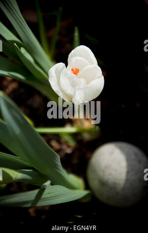 Crocus Vernus Subsp Albiflorus weiße Krokus Blume Stockfoto